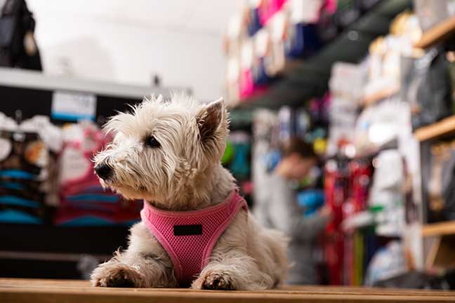 How to Save Money on Pet Supplies: Budget-Friendly Tips for Pet Parents