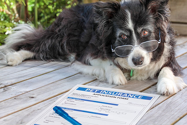 7 Benefits of Pet Insurance Coverage