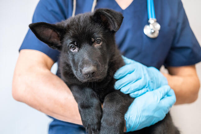A Comprehensive Guide to Free Vet Clinics for Low Income Pet Owners