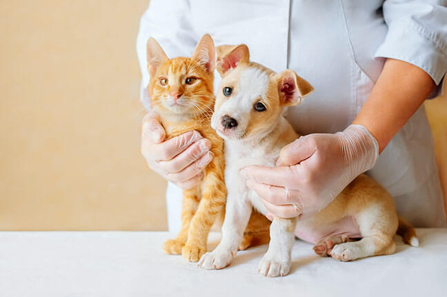 1. Ensure the best medical treatment for your pet