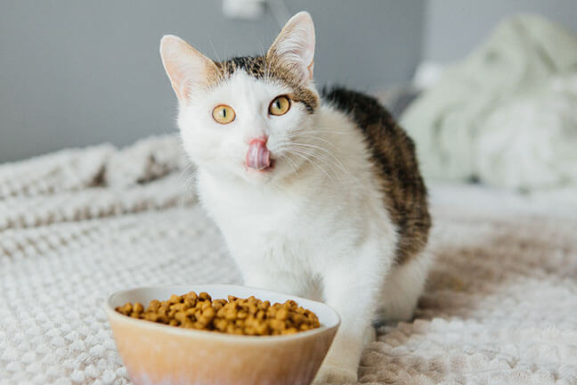 Learn These Great Tips for How to Save Money on Cat Food