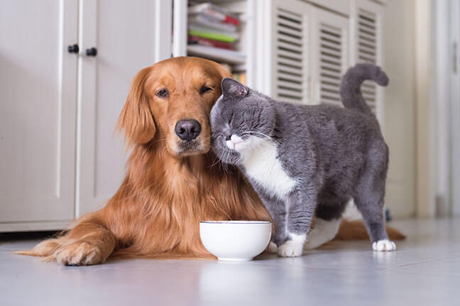 Shop Online for The Best Prices on Cat Food and Dog Food
