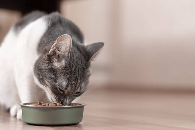 Tips for Saving Money on Cat Food