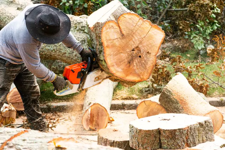 How to Qualify for Free Tree Removal Service​