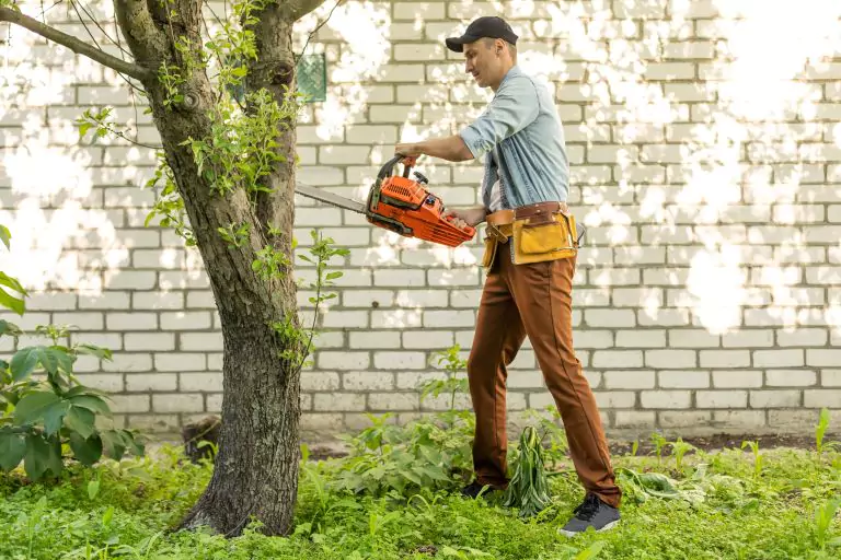 Searching Online for Free Tree Removal Assistance​